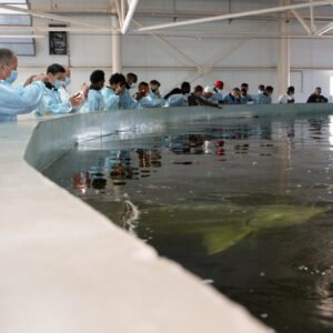 From Sturgeon Complex to Your Table: The Journey of Aquatir Caviar